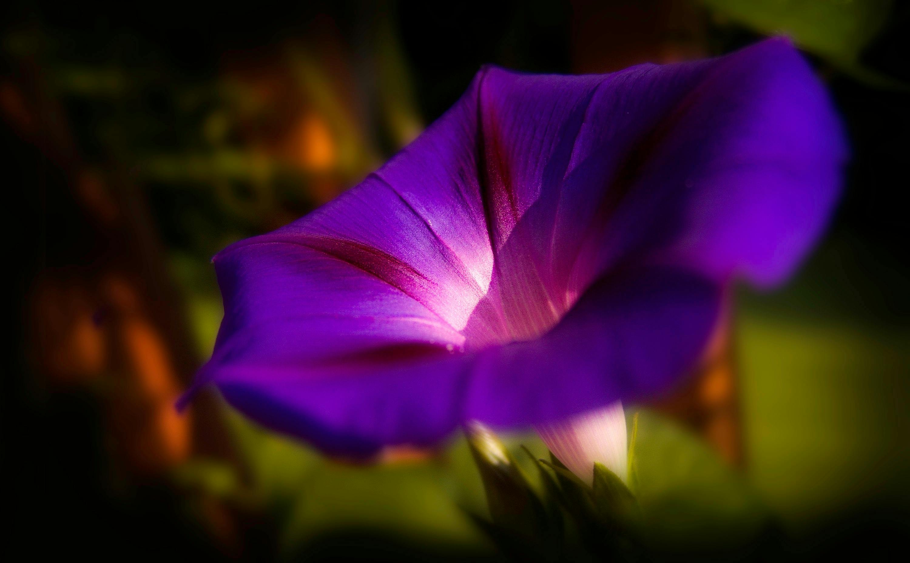 [Ipomoea nil]